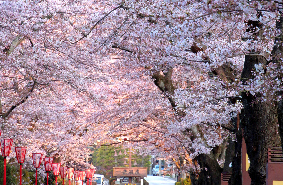 17 岳温泉桜坂 花さんぽ 二本松市観光連盟