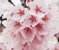 桜の名所・開花時期