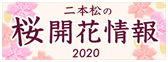 二本松の桜開花情報