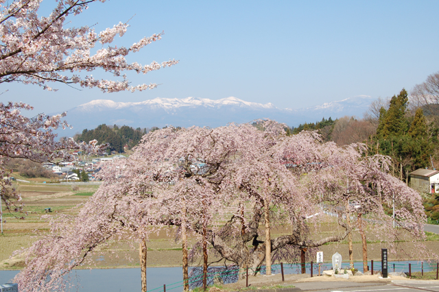 中島の地蔵桜の写真