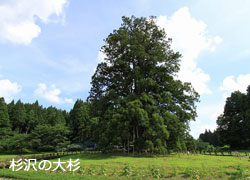 杉沢の大杉の写真