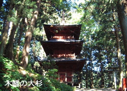木幡の大杉の写真