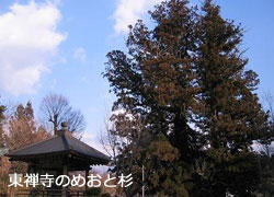 東禅寺のめおと杉の写真