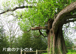 片倉のナシの木の写真