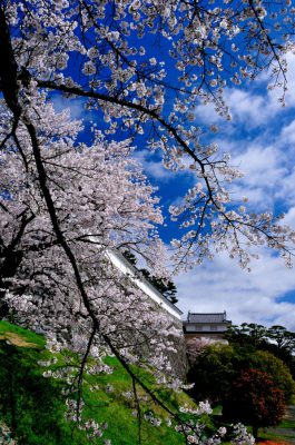 最優秀賞「花盛のお城」の写真