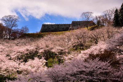 優秀賞「霞ヶ城天守台の桜」の写真