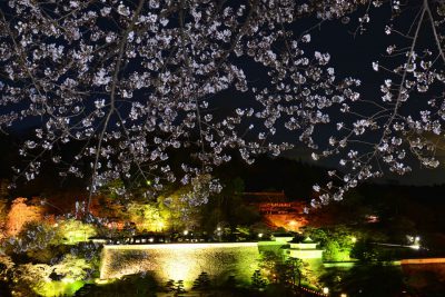 優秀賞「夜桜」の写真