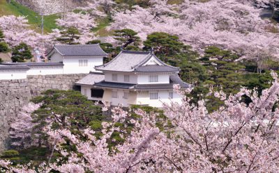 入選「桜花爛漫」の写真
