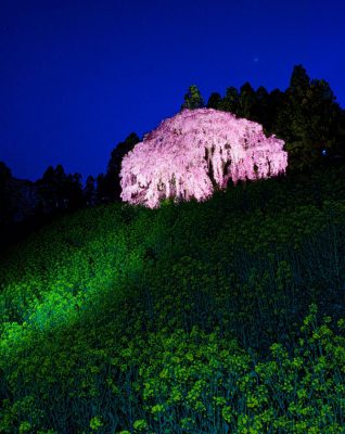 入選「夜の共演」の写真