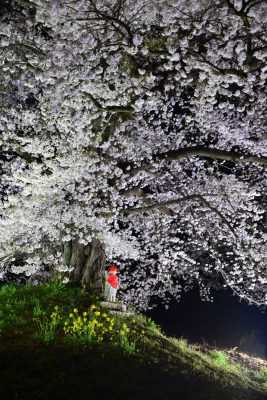最優秀賞「日向の人待地蔵桜2」の写真