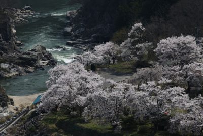 優秀賞「稚児舞台の桜」の写真