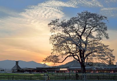 優秀賞「夕日に映える万燈桜」の写真