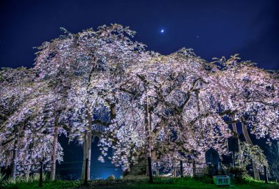 入選「夜空に舞う枝垂れ桜」の写真