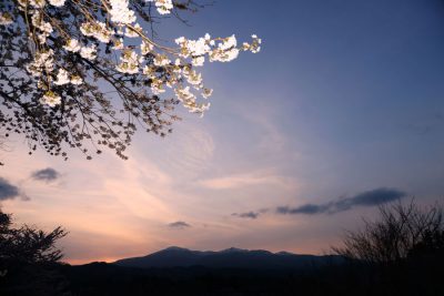 最優秀賞「桜下遠望」の写真