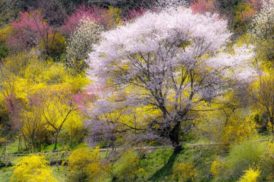 入選「テクノパステル」の写真
