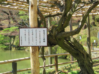 霞ヶ池のフジ棚の写真