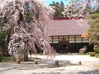 大隣寺の桜の写真