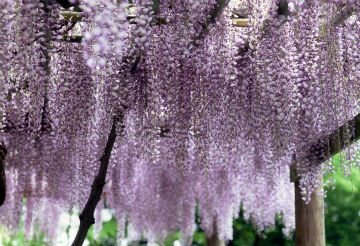 藤の花満開時の様子の写真