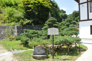 西念寺の臥龍の松の写真