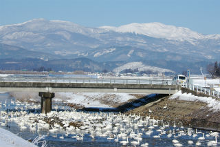 水原川白鳥飛来地の写真