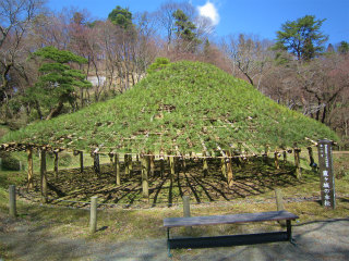 傘松の写真