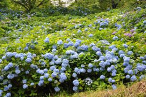 美花園の写真1