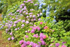 美花園の写真2