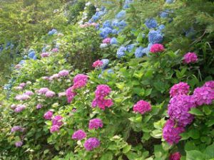 美花園の写真5