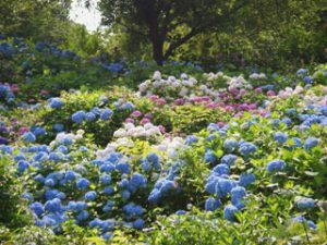 美花園の写真6