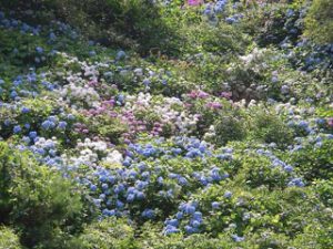 美花園の写真
