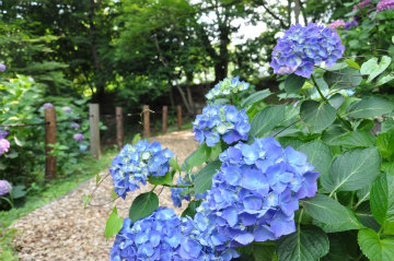 霞ヶ城公園のあじさいの写真