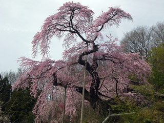 蓮華寺の桜の写真