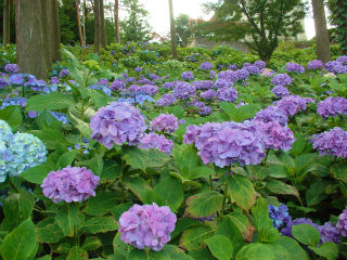 杉田あじさいの杜の写真2
