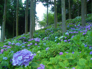 杉田あじさいの杜の写真4