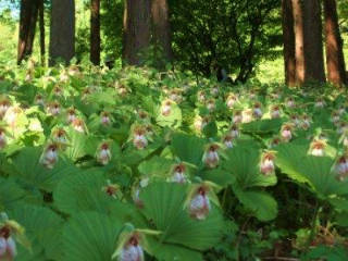 羽山の里　クマガイソウ園の写真8