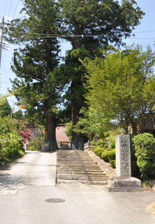 東禅寺のめおと杉の写真