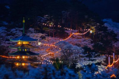 ふるさと村の夜桜
