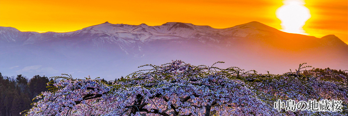 中島の地蔵桜