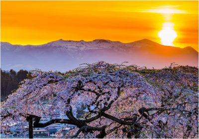 2019＿桜部門＿優秀＿夕陽に染まる