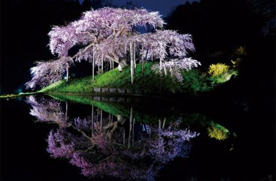 中島の地蔵桜