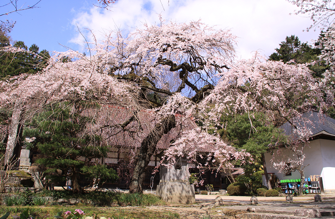大隣寺の桜