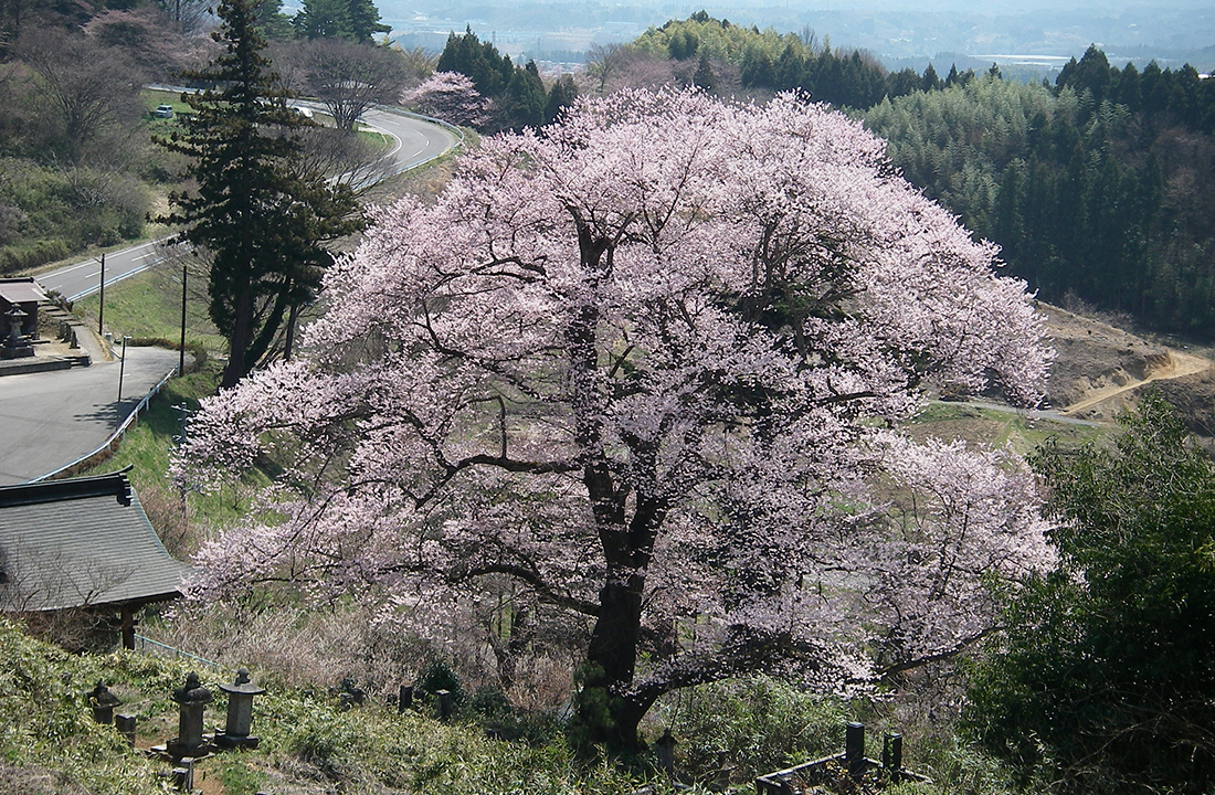 龍泉寺の桜