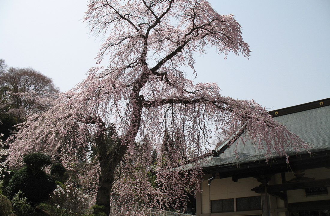 顕法寺の桜