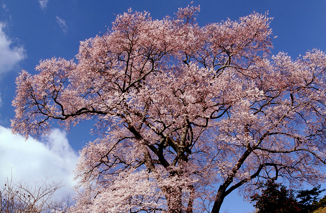 長橋の桜