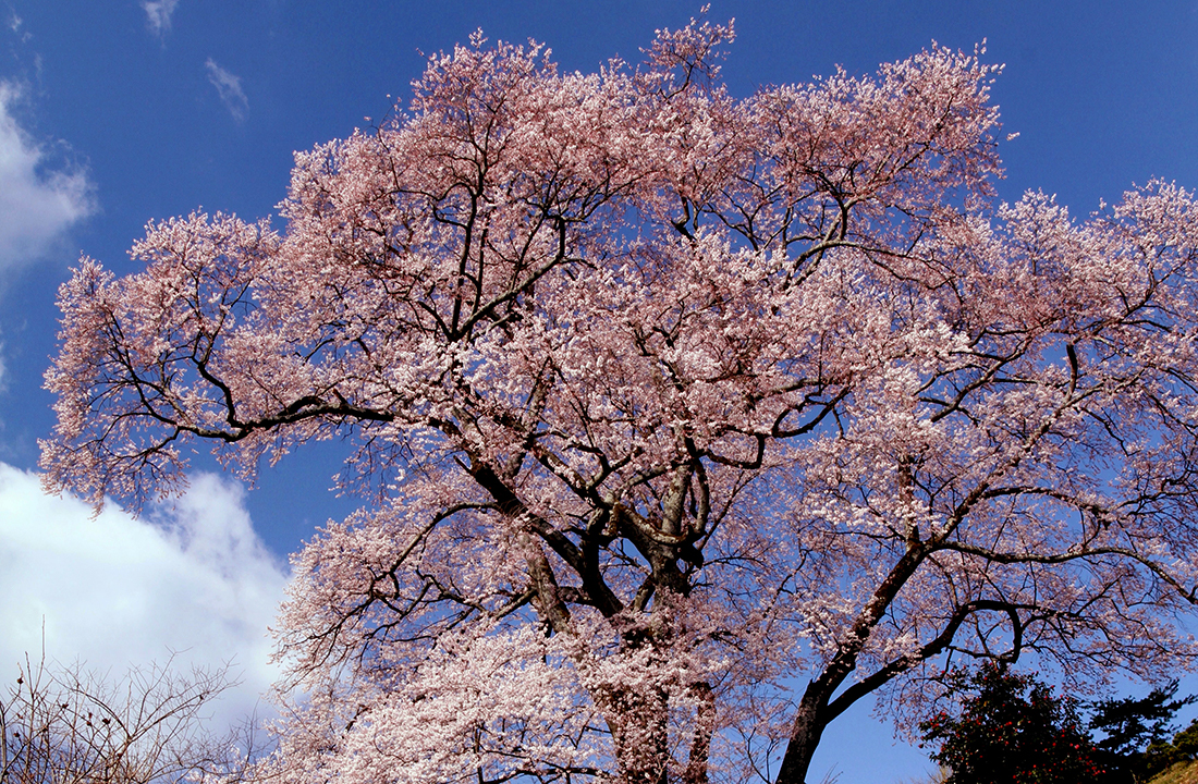 長橋の桜