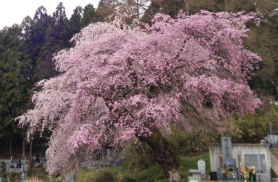 正法寺の桜