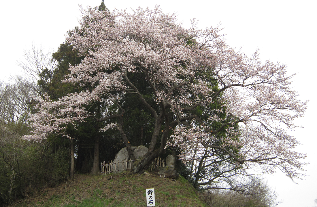 鈴の石の桜