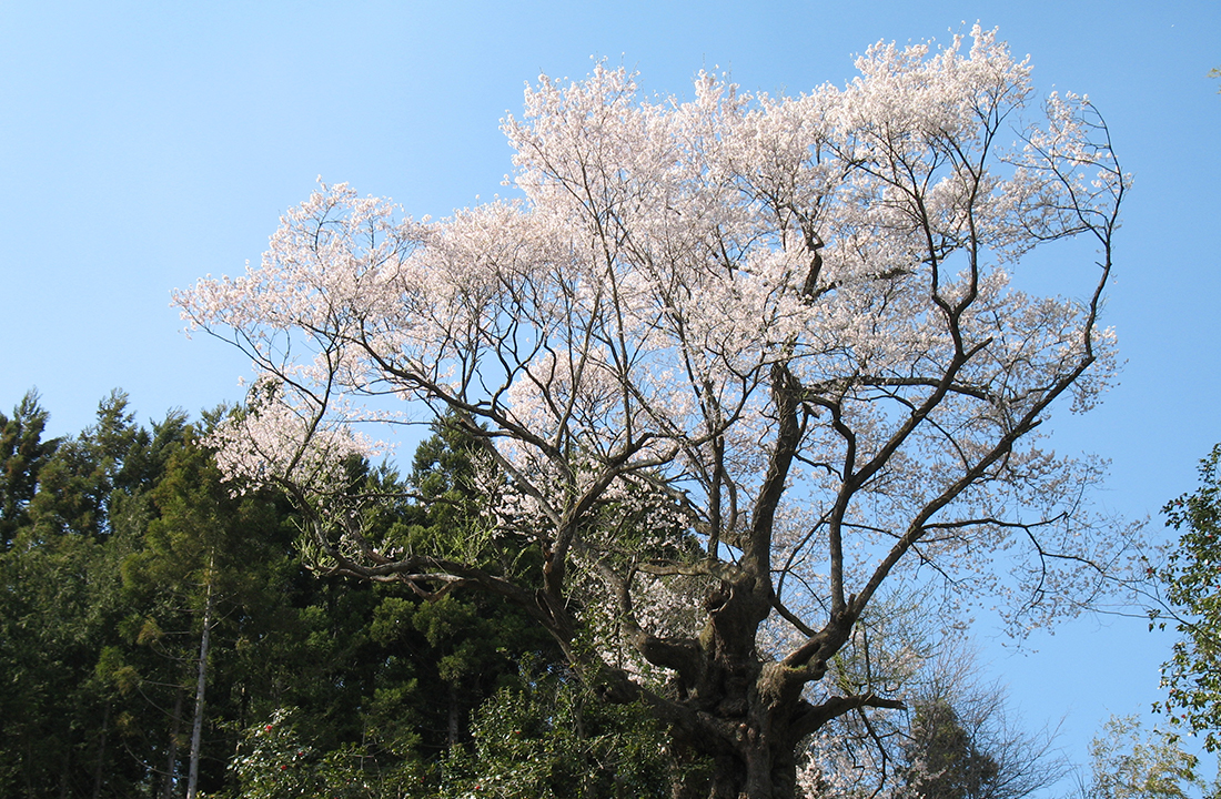 芹沢の千年桜