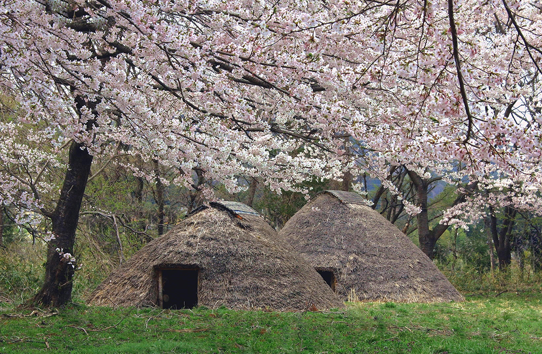 上原遺跡の桜