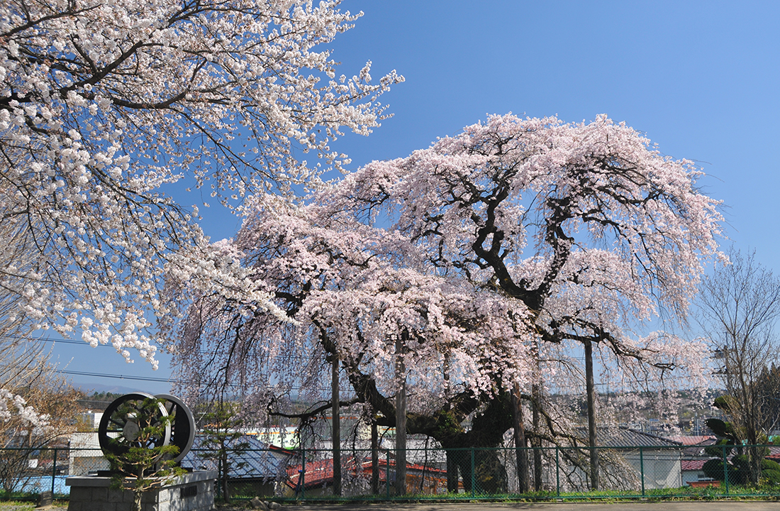 油井小学校の桜